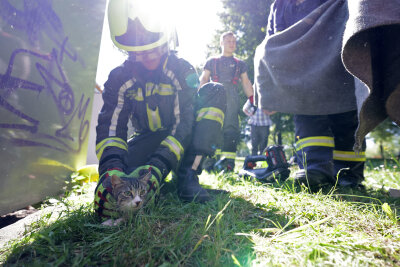 Rettungsaktion: Anwohner hören Miauen aus Kleidercontainer - In Glauchau kam es zu einer Rettungsaktion einer Katze. Foto: Andreas Kretschel