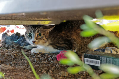 Rettungsaktion: Anwohner hören Miauen aus Kleidercontainer - Hier befand sich die Katze. Foto: Andreas Kretschel