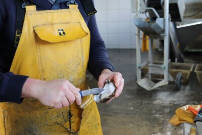 Robinson-Gefühle in Frankreichs Schärengarten - Der Golf von Morbihan ist eine der Austernhochburgen der Bretagne. Austernfarm-Betreiberin Nathalie Bougio weiß, wie man die Schalentier-Delikatesse öffnet.