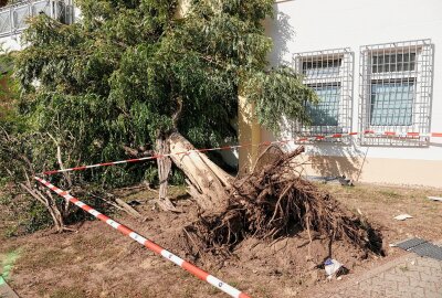 Rote Ampel missachtet: LKW verursacht Stromausfall und verletzt ein Kind - Am Mittwochnachmittag kam es in Dresden zu einem Unfall eines LKW, der einen erheblichen Schaden angerichtet hat. Foto: Roland Halkasch