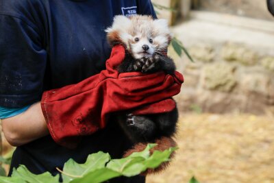 Rotes-Panda-Baby gestorben - Zoo gibt Feuerwerk die Schuld - Das kleine Panda-Junge hatte erst vor kurzem seine Mutter verloren. (Archivbild)