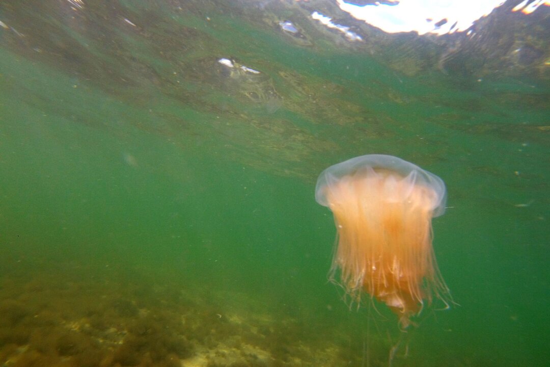 Salzwasser und Rasierschaum: Hilfe nach Feuerquallen-Stich - Achtung Feuerquallen: Ihre Tentakel können schmerzhafte Quaddeln verursachen. Bei allergischen Reaktionen sollte sofort der Rettungsdienst alarmiert werden.