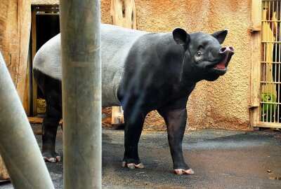 Schabrackentapir Laila aus dem Leipziger Zoo fühlt sich im neuen Zuhause wohl - Laila ist nun eine Dortmunderin und lebt sich so langsam ein. Foto: Maik Bohn