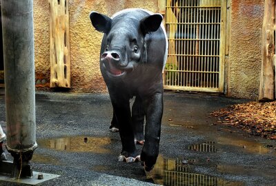 Schabrackentapir Laila aus dem Leipziger Zoo fühlt sich im neuen Zuhause wohl - Ende Juli wurde Schabrackentapir Dame Laila vom Leipziger Zoo in ihr neues Revier nach Dortmund gebracht. Foto: Maik Bohn