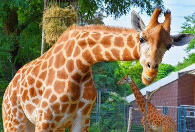 Schabrackentapir Laila aus dem Leipziger Zoo fühlt sich im neuen Zuhause wohl - Auch Giraffen sind im Dortmunder Zoo zu entdecken. Foto: Maik Bohn