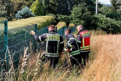 Schlangenalarm in Chemnitz: Feuerwehr rettet Ringelnatter - Eine Schlange wurde durch die Feuerwehr ins Feld gesetzt. Foto: Harry Härtel