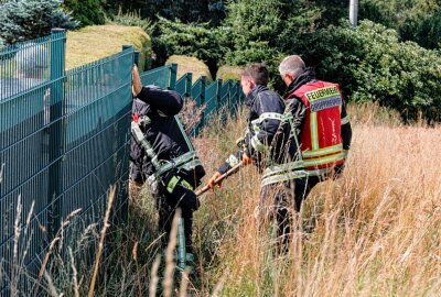 Schlangenalarm in Chemnitz: Feuerwehr rettet Ringelnatter - Eine Schlange wurde durch die Feuerwehr ins Feld gesetzt. Foto: Harry Härtel