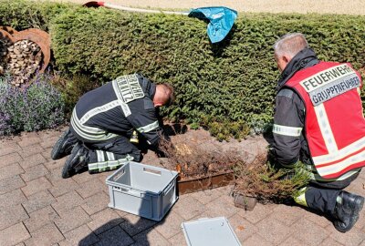 Schlangenalarm in Chemnitz: Feuerwehr rettet Ringelnatter - Eine Schlange wurde durch die Feuerwehr ins Feld gesetzt. Foto: Harry Härtel