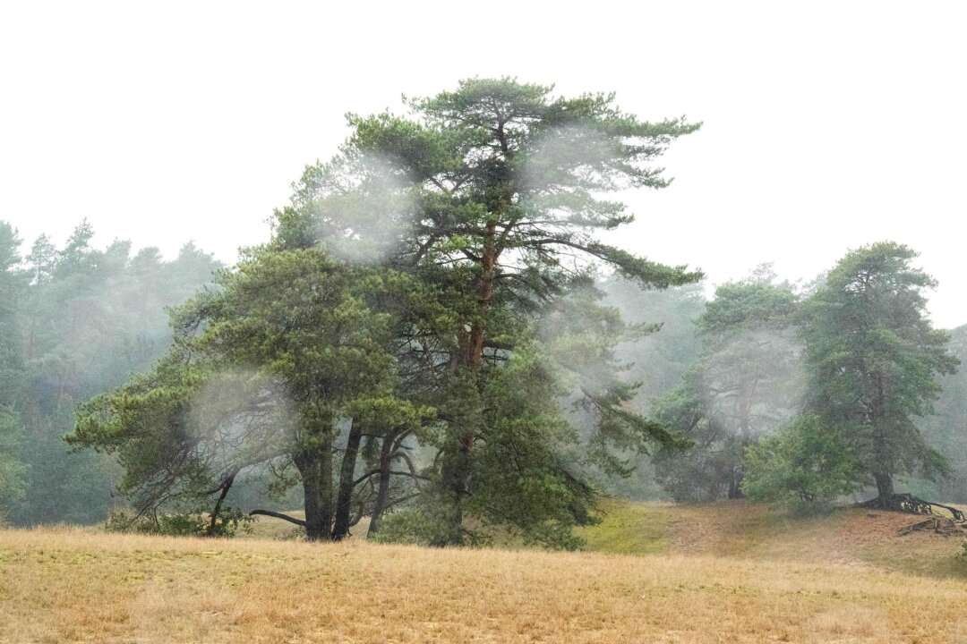 Schmuddelig-trübes Novemberwetter in Sachsen - Die nächsten Tage bringen typisches Novemberwetter in den Freistaat: Nebel, Regen und ein wenig Frost. (Symbolbild)