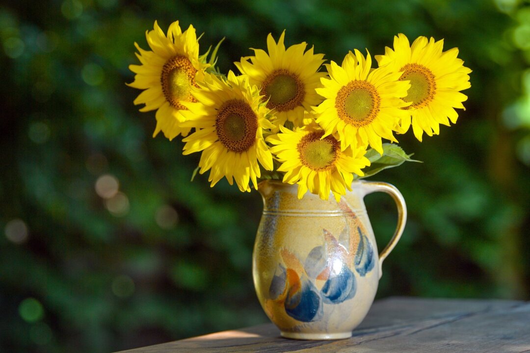 Schnitt-Sonnenblumen: Stiel kurz in heißes Wasser tauchen - Werden die Stiele der Sonnenblumen nach dem Schnitt kurz in heißes Wasser getaucht, schließen sich die Schnittstellen schneller – und die Blumen halten länger.