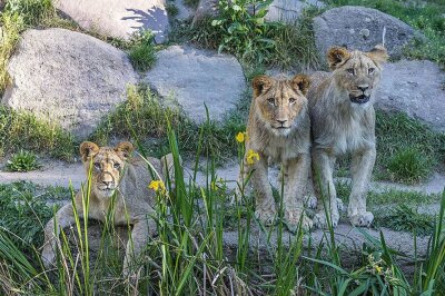 Schock im Zoo Leipzig: Jung-Löwe und Gepardin tot im Gehege - Auch Löwenkater Themba hat es nicht geschafft, auch er wies zuletzt verschiedene Symptome auf und reagierte nicht auf die Medikamente.