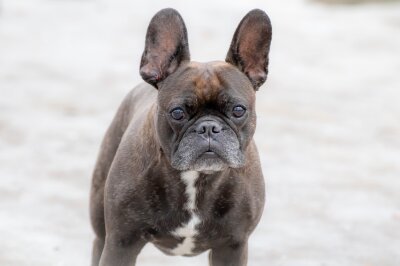 Schönheit oder Leiden? Die Schattenseiten der Hundezucht - Vor allem Englische und Französische Bulldogen haben ähnlich wie bei dem Mops aufgrund ihrer kurzen Schnauzen häufig Atemprobleme.