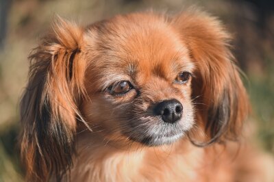 Schönheit oder Leiden? Die Schattenseiten der Hundezucht - Tibetanischer Spaniel ist eine Qualzucht. Er kann unter Augenproblemen und Atemschwierigkeiten leiden.