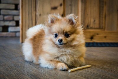 Schönheit oder Leiden? Die Schattenseiten der Hundezucht - Zwergspitze, auch Pomeranians genannt, zählen zu den Teacup-Hunden, die oft gesundheitliche Probleme aufgrund ihrer Zuchtweise aufweisen. Diese kleinen Tiere sind anfällig für verschiedene Krankheiten und leiden häufig ihr Leben lang. Pomeranian-Hunde sind aufgrund von Züchtungspraktiken anfälliger für gesundheitliche Probleme als viele größere Rassen. Sie tragen genetische Veranlagungen in sich, die zu ernsthaften Krankheiten führen können. 