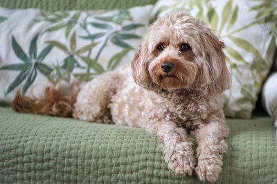 Schönheit oder Leiden? Die Schattenseiten der Hundezucht - Keine Qualzucht ist die Hunderasse Cavapoo.