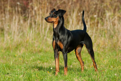 Schönheit oder Leiden? Die Schattenseiten der Hundezucht - Keine Qualzucht ist die Hunderasse Pinscher.