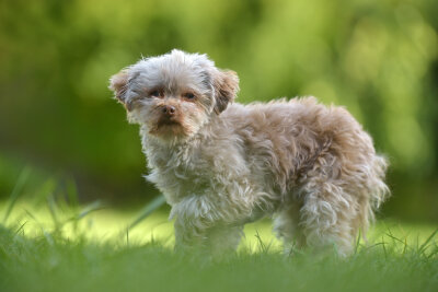 Schönheit oder Leiden? Die Schattenseiten der Hundezucht - Keine Qualzucht ist die Hunderasse Bolonka Zwetna.