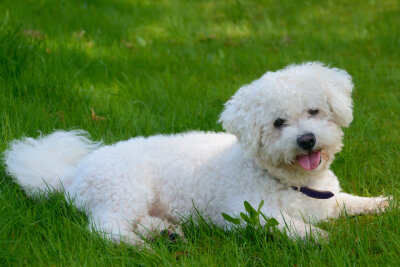 Schönheit oder Leiden? Die Schattenseiten der Hundezucht - Keine Qualzucht ist die Hunderasse Bichon Frisé.