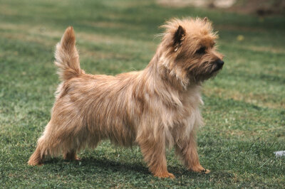 Schönheit oder Leiden? Die Schattenseiten der Hundezucht - Keine Qualzucht ist die Hunderasse Cairn Terrier.