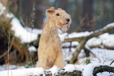 Schönheit oder Leiden? Die Schattenseiten der Hundezucht - Keine Qualzucht ist die Hunderasse Lakeland Terrier.