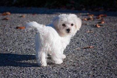 Schönheit oder Leiden? Die Schattenseiten der Hundezucht - Keine Qualzucht ist die Hunderasse Malteser.