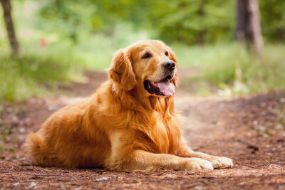 Schönheit oder Leiden? Die Schattenseiten der Hundezucht - Keine Qualzucht ist die Hunderasse Goldene Retriever.