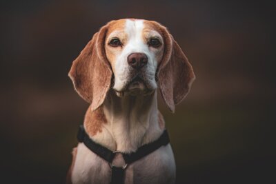 Schönheit oder Leiden? Die Schattenseiten der Hundezucht - Keine Qualzucht ist die Hunderasse Beagle.