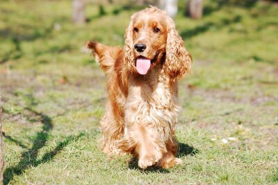 Schönheit oder Leiden? Die Schattenseiten der Hundezucht - Keine Qualzucht ist die Hunderasse Cocker Spaniel