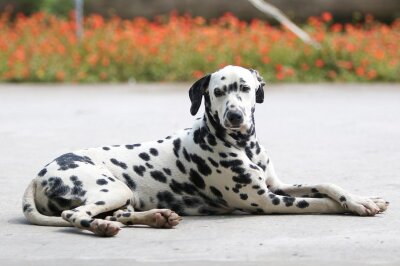 Schönheit oder Leiden? Die Schattenseiten der Hundezucht - Keine Qualzucht ist die Hunderasse Dalmatiner.