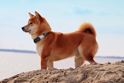 Schönheit oder Leiden? Die Schattenseiten der Hundezucht - Keine Qualzucht ist die Hunderasse Shiba Inu