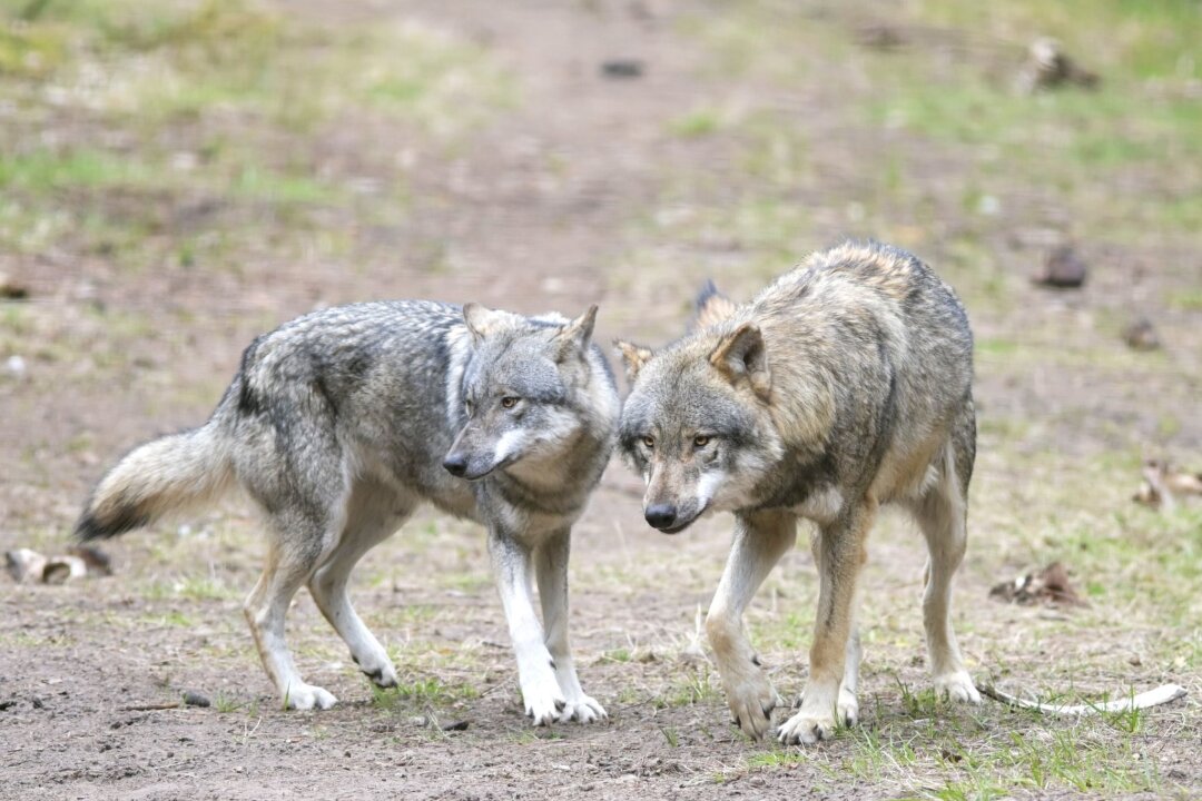 "Schutzjagd" auf Wolf: Experte rät zu schnellen Abschüssen - Wölfe