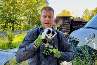 Schwarzenberg: Katze von Feuerwehr gerettet - Am Montagabend haben zwei zufällig vorbeilaufende Kinder oberhalb an der Rollerbahn auf einem Gelände des städtischen Betriebshof in Schwarzenberg eine schreiende Katze gehört. Foto: Daniel Unger