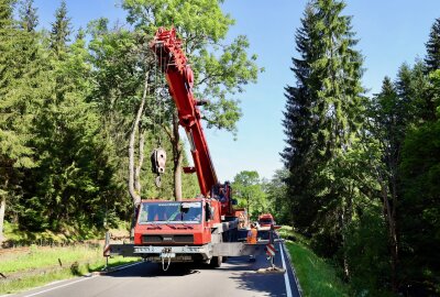 Schwerer Unfall bei Erlabrunn: PKW kollidiert mit Bäumen und landet im Schwarzwasser - Eine Frau musste aus ihrem PKW befreit werden. Foto: Niko Mutschmann