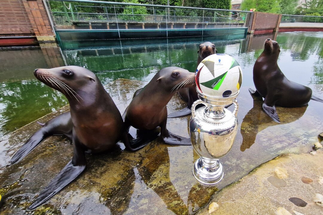 Seelöwen und Erdmännchen werden zum EM-Orakel - Seelöwen sitzen im Leipziger Zoo hinter einem Pokal und einem Fußball.
