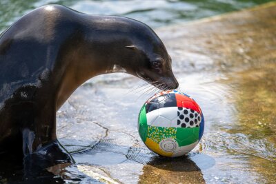 Seelöwin sagt deutschen Achtelfinal-Sieg voraus - Ein Seelöwe im Zoo Leipzig spielt mit einem Ball im Becken.