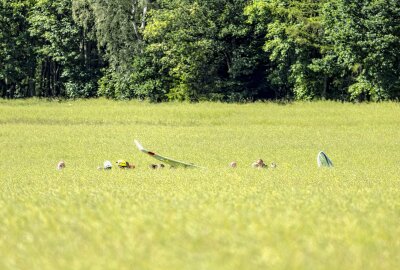 Segelflugzeug im Erzgebirge notgelandet: Rettung im Rapsfeld - Am Sonntagnachmittag musste ein Segelflugzeug im Rapsfeld bei Waldkirchen notlanden. Foto: Bernd März