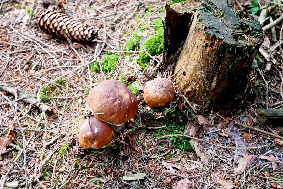 Selbst ernten: Wichtige Regeln für Pilzsammler - Macht Spaß, man sollte sich aber auskennen: Pilze sammeln.