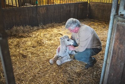 Seltenes Tierwunder zu Ostern: Tulu-Hybrid-Baby in Erlebnispark geboren - Hardy Weisheit neben dem Neugeborenen Tulu. Der seltene Hybrid aus Dromedar und Kamel ist bald im Erlebnispark Starkenberg zu bestaunen. Foto: David Breidert