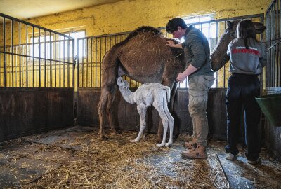 Seltenes Tierwunder zu Ostern: Tulu-Hybrid-Baby in Erlebnispark geboren - Ein Tulu-Jungtier beim Säugen. Der seltene Hybrid aus Dromedar und Kamel ist bald im Erlebnispark Starkenberg zu bestaunen. Foto: David Breidert