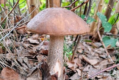 Sensationsfund: Mittelsächsin und ihr Sohn finden riesigen Steinpilz - Birkenpilze wurden auch gefunden. Foto: Andrea Funke