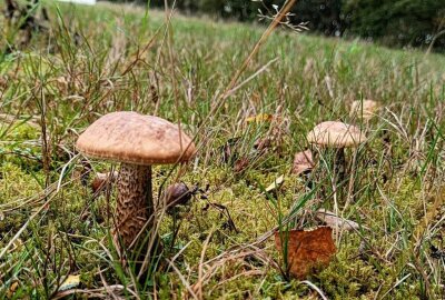 Sensationsfund: Mittelsächsin und ihr Sohn finden riesigen Steinpilz - Birkenpilze wurden auch gefunden. Foto: Andrea Funke