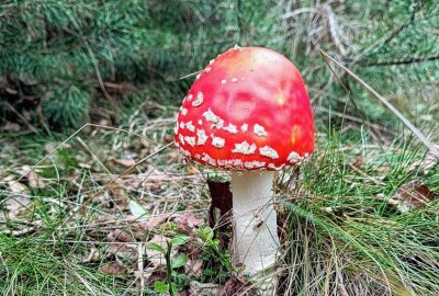 Sensationsfund: Mittelsächsin und ihr Sohn finden riesigen Steinpilz - Ein echter Hingucker: Der Fliegenpilz. Foto: Andrea Funke