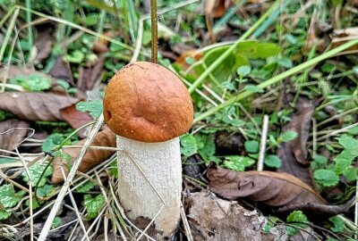 Sensationsfund: Mittelsächsin und ihr Sohn finden riesigen Steinpilz - Die Rotkappe. Foto: Andrea Funke