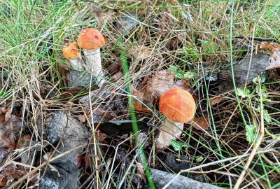 Sensationsfund: Mittelsächsin und ihr Sohn finden riesigen Steinpilz - Die Rotkappen. Foto: Andrea Funke