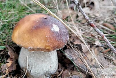 Sensationsfund: Mittelsächsin und ihr Sohn finden riesigen Steinpilz - Steinpilze soweit das Auge reicht. Foto: Andrea Funke