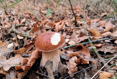 Sensationsfund: Mittelsächsin und ihr Sohn finden riesigen Steinpilz - Steinpilze soweit das Auge reicht. Foto: Andrea Funke