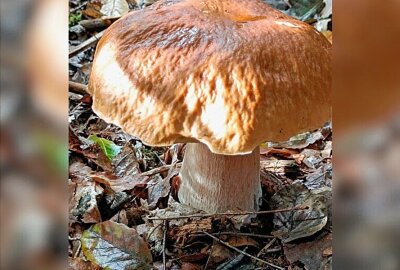 Sensationsfund: Mittelsächsin und ihr Sohn finden riesigen Steinpilz - Steinpilze soweit das Auge reicht. Foto: Andrea Funke