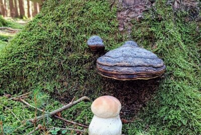 Sensationsfund: Mittelsächsin und ihr Sohn finden riesigen Steinpilz - Steinpilze soweit das Auge reicht. Foto: Andrea Funke