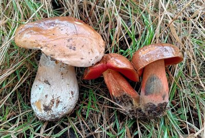 Sensationsfund: Mittelsächsin und ihr Sohn finden riesigen Steinpilz - Ein Steinpilz und zwei Hexenröhrlinge. Foto: Andrea Funke