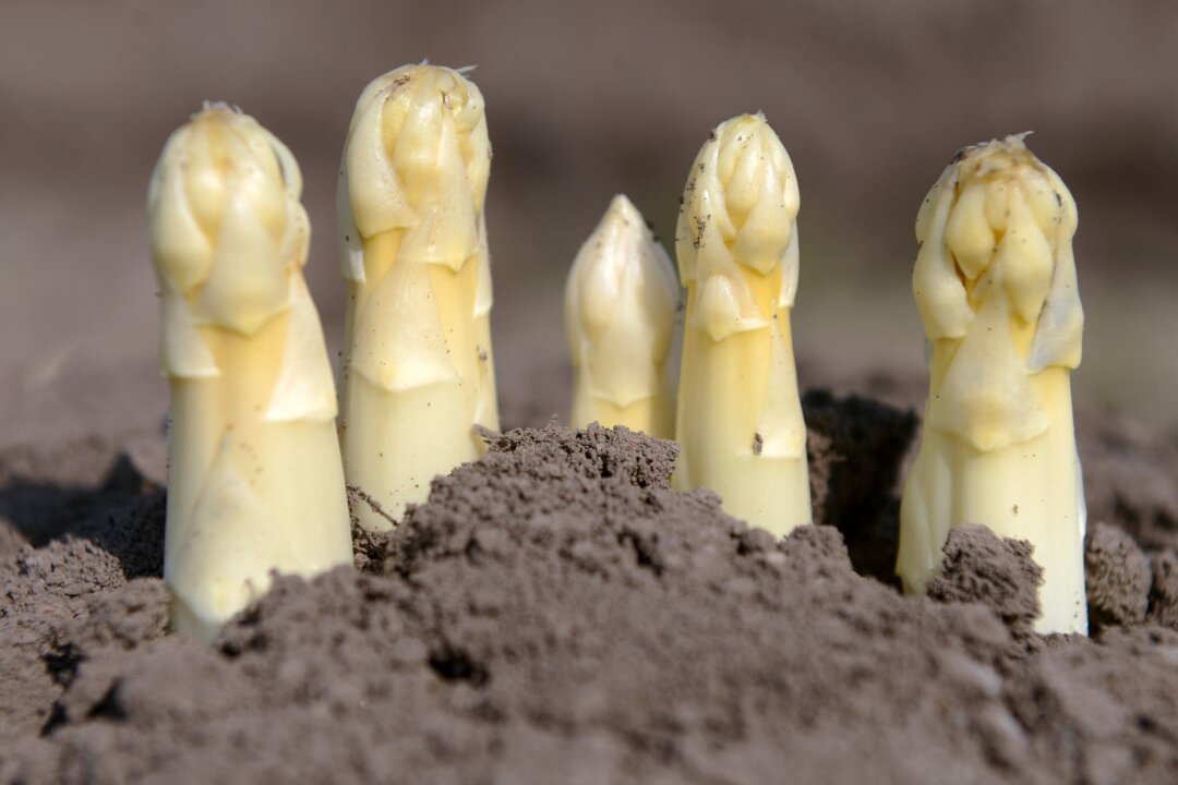 So bauen Sie Spargel im Garten selber an - Günstige Alternative: Der Spargel-Anbau gelingt auch im eigenen Garten.